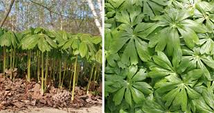 Know Podophyle Podophyllum | IQ Materia Medica