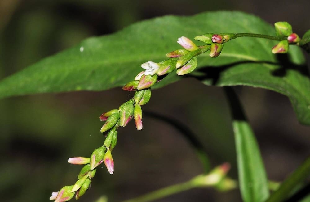 Polygonum Inmultire Polygonum | IQ Materia Medica