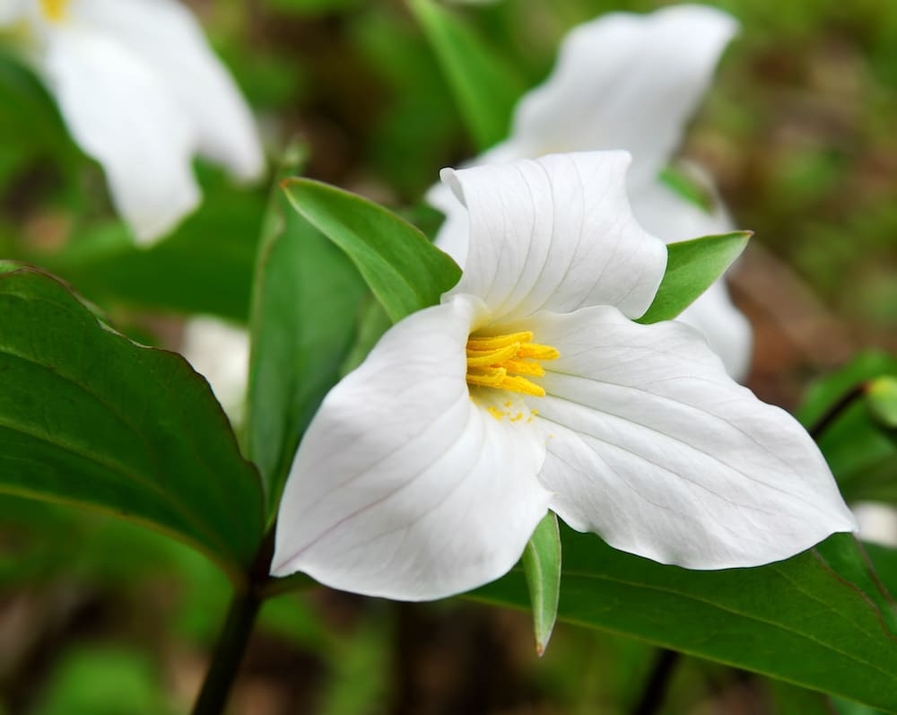 Trillium | IQ Materia Medica